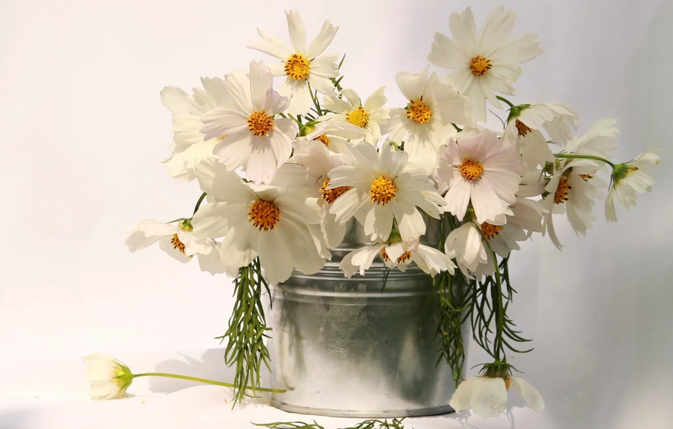 Photo wallpaper silver, white, flower, nature, flowers, cosmos, beauty, amazing