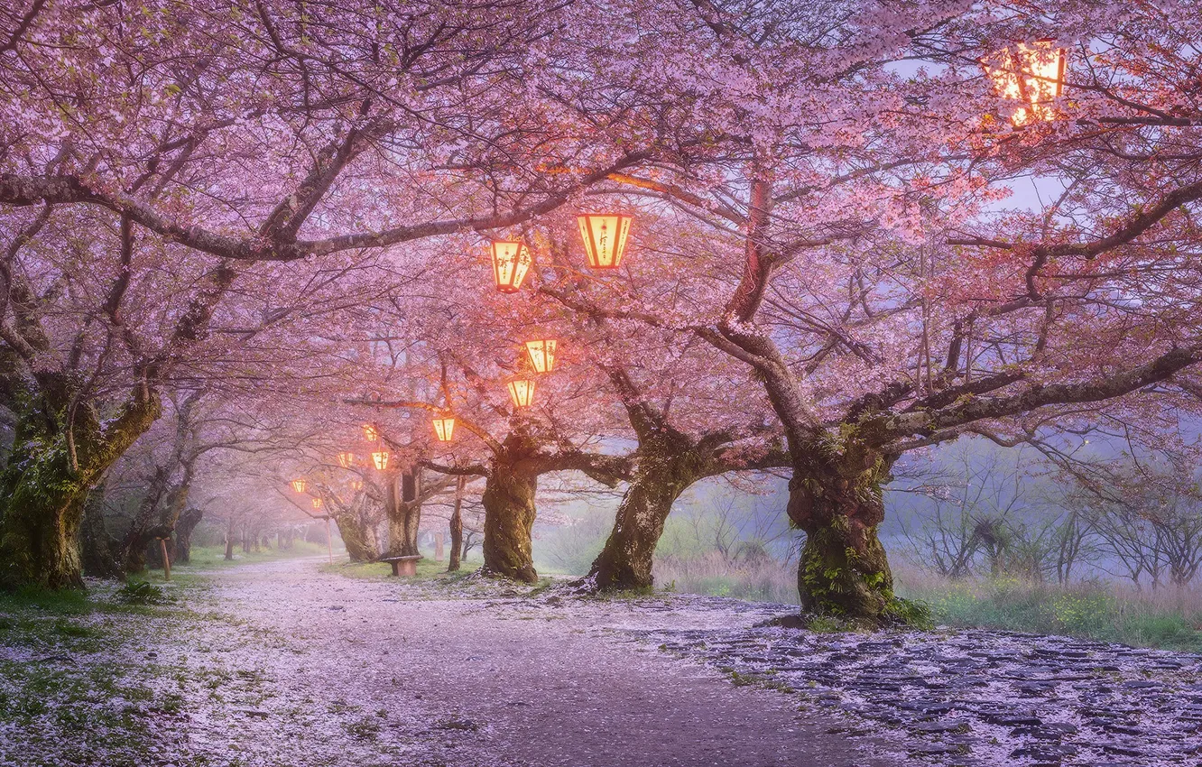 Photo wallpaper trees, flowers, nature, lights, Park, the evening, Japan, Sakura