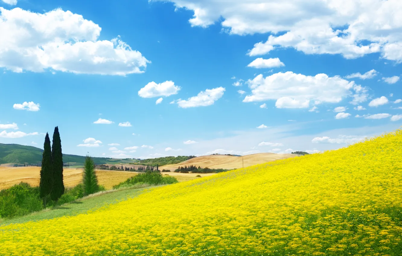 Photo wallpaper field, flowers, nature, meadow, blue sky
