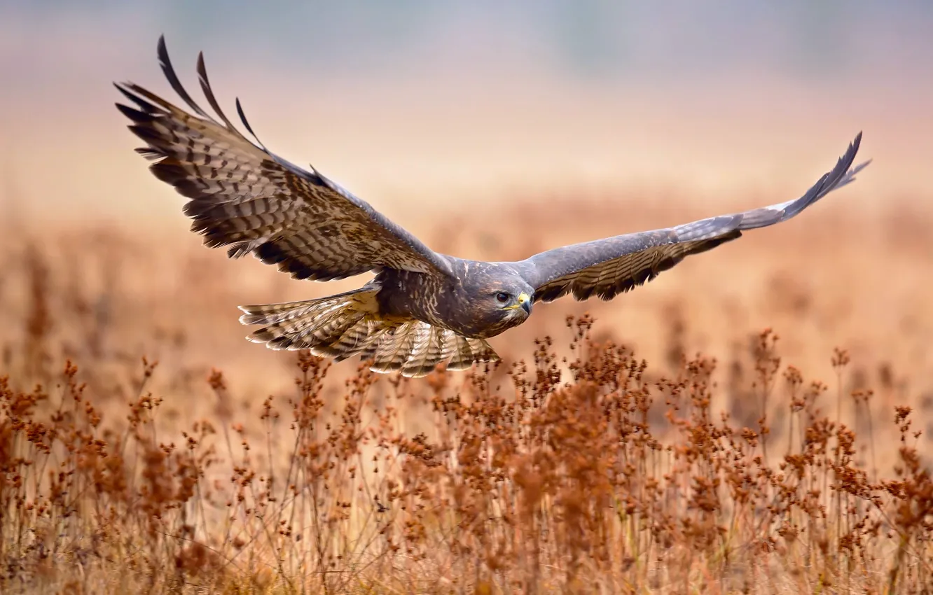 Photo wallpaper field, flight, bird, hunting, Common Buzzard
