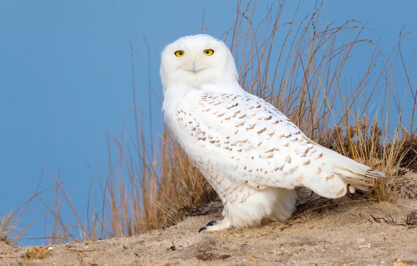 Photo wallpaper sand, grass, bird, snowy owl