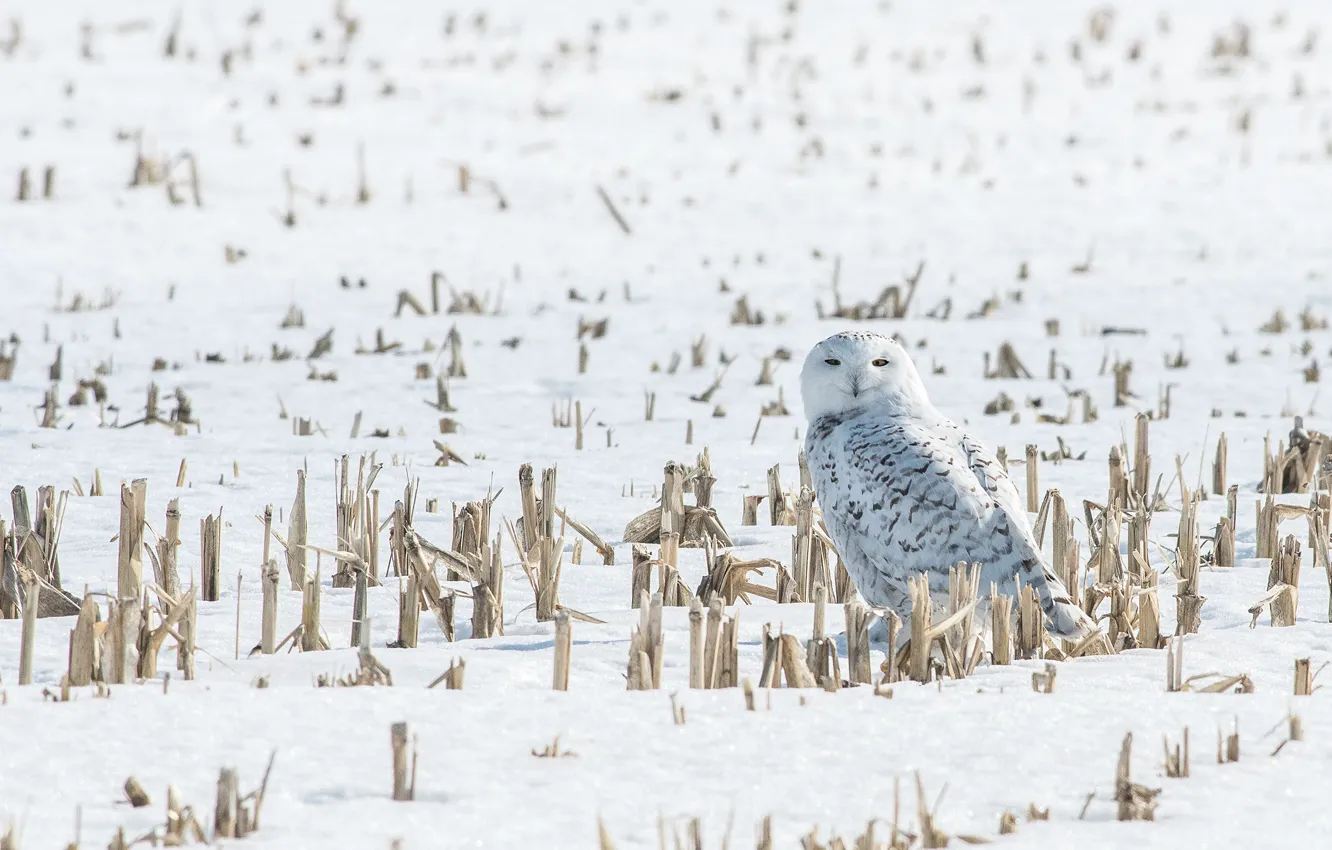Photo wallpaper field, white, look, nature, owl, bird, light background, dry grass