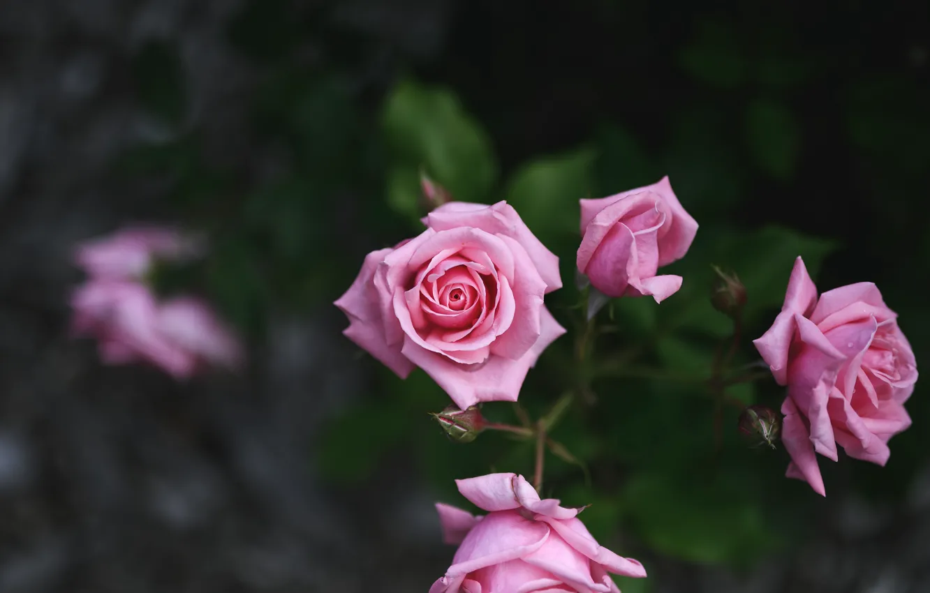 Photo wallpaper roses, pink, buds, bokeh