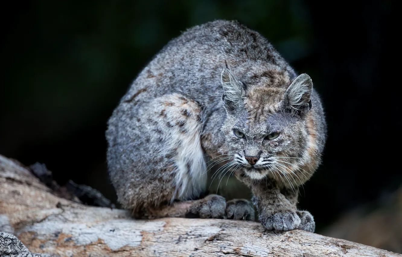 Photo wallpaper look, face, nature, the dark background, grey, evil, log, unhappy