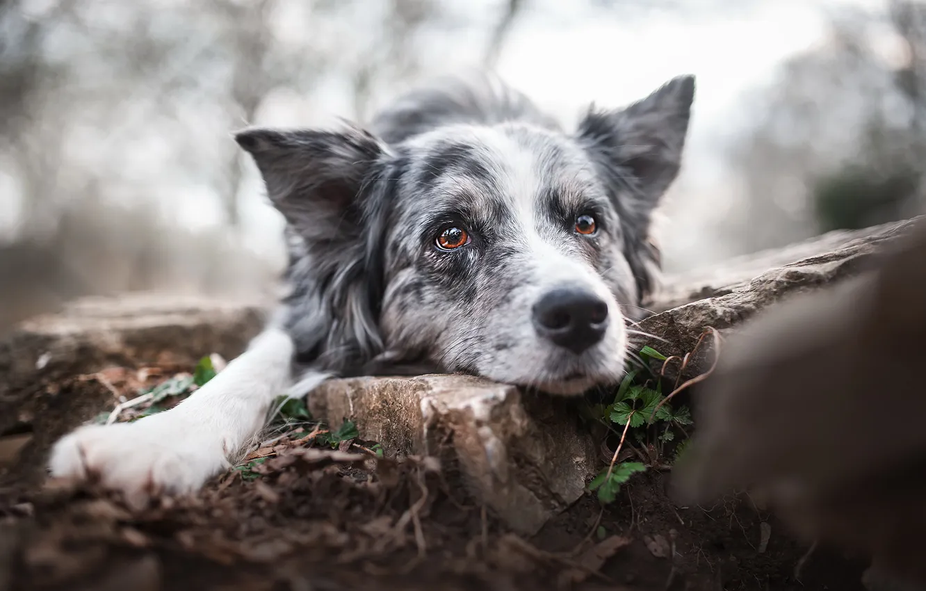 Photo wallpaper background, each, dog