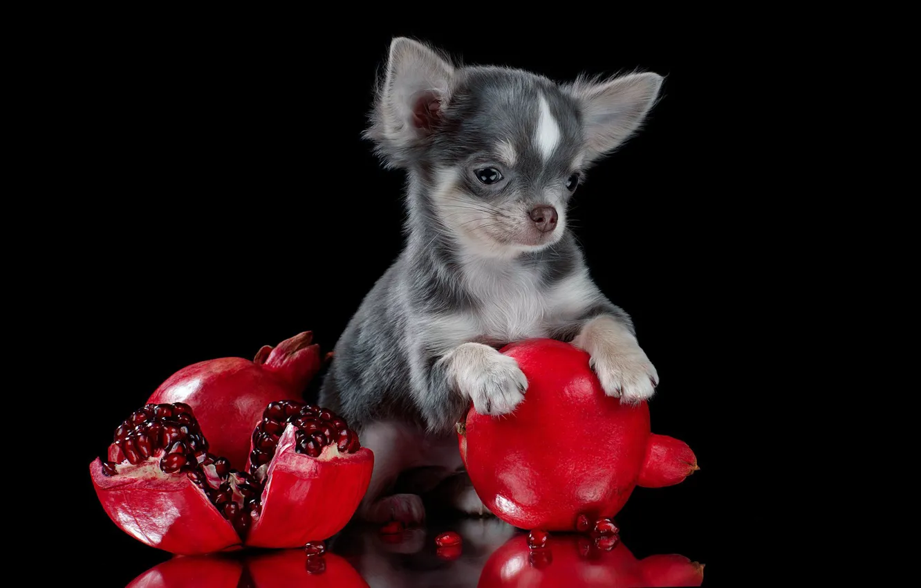 Photo wallpaper dog, puppy, black background, Chihuahua, toy Terrier, garnet, Chihuahua