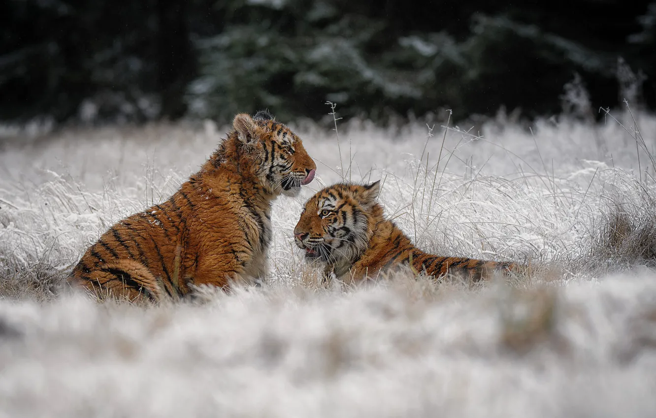 Photo wallpaper winter, frost, grass, snow, nature, tiger, a couple, tigers