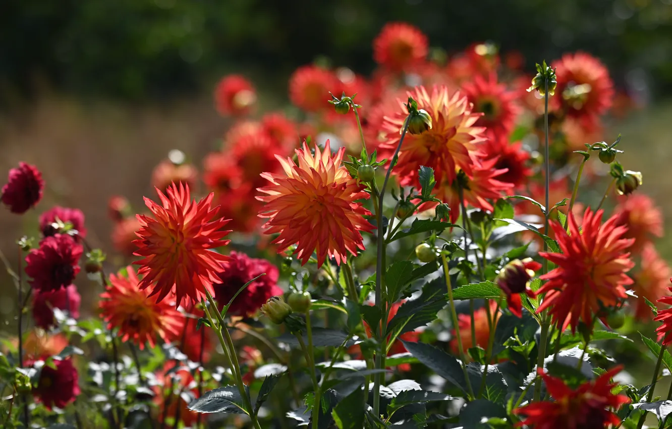 Photo wallpaper flowers, orange, red, garden, flowerbed, the bushes, dahlias, red-orange