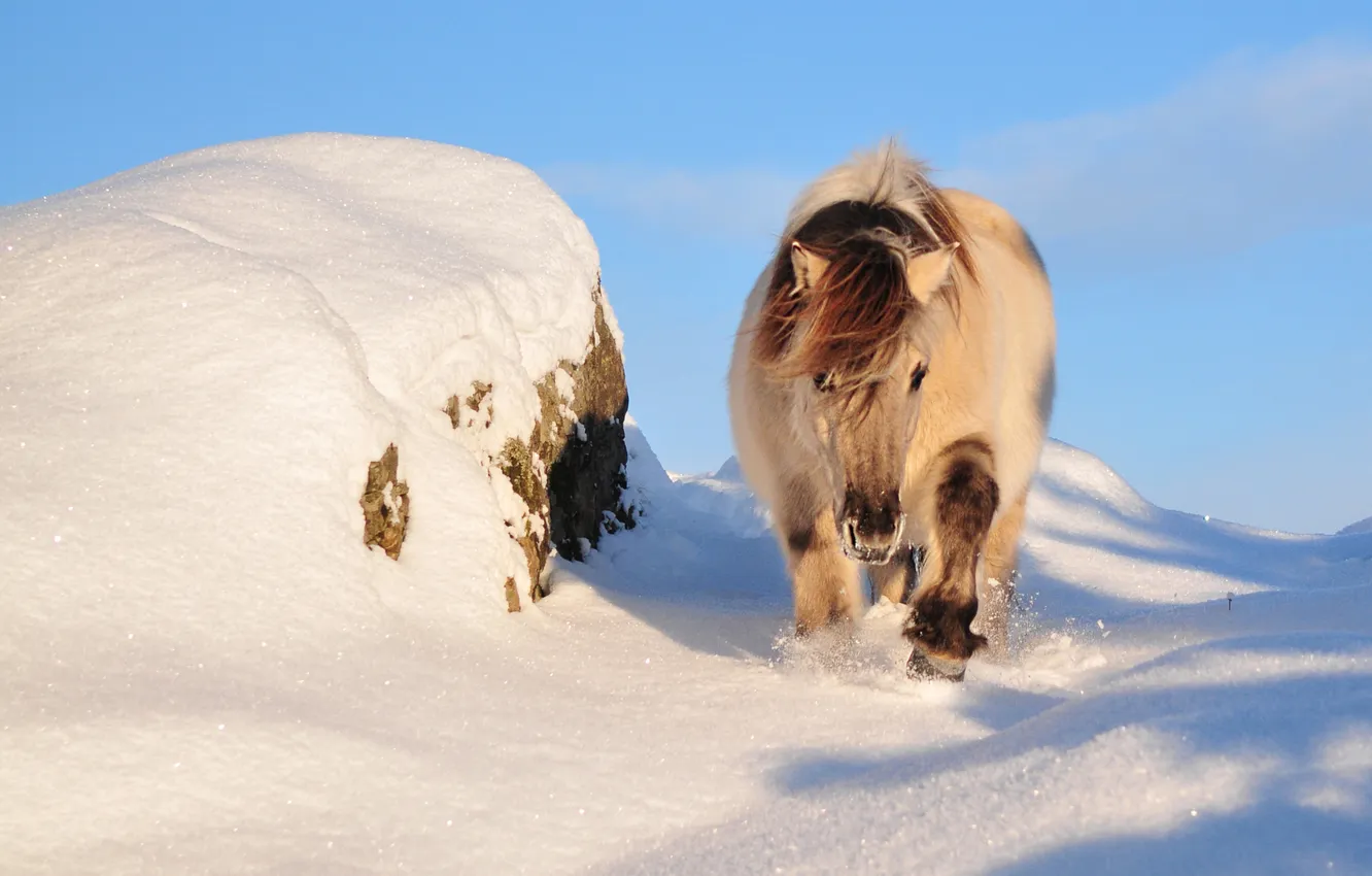 Photo wallpaper winter, snow, nature, pony