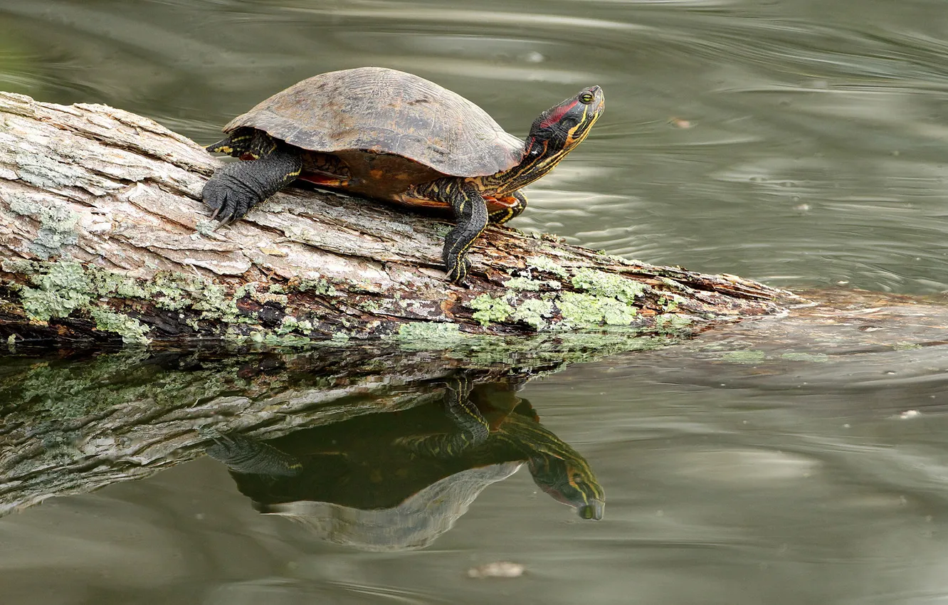 Photo wallpaper reflection, river, turtle, log, shell, Boda