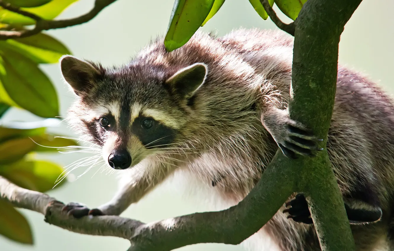 Photo wallpaper look, branches, raccoon, face