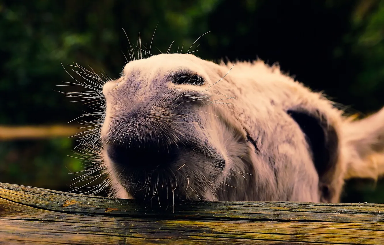 Photo wallpaper face, macro, background