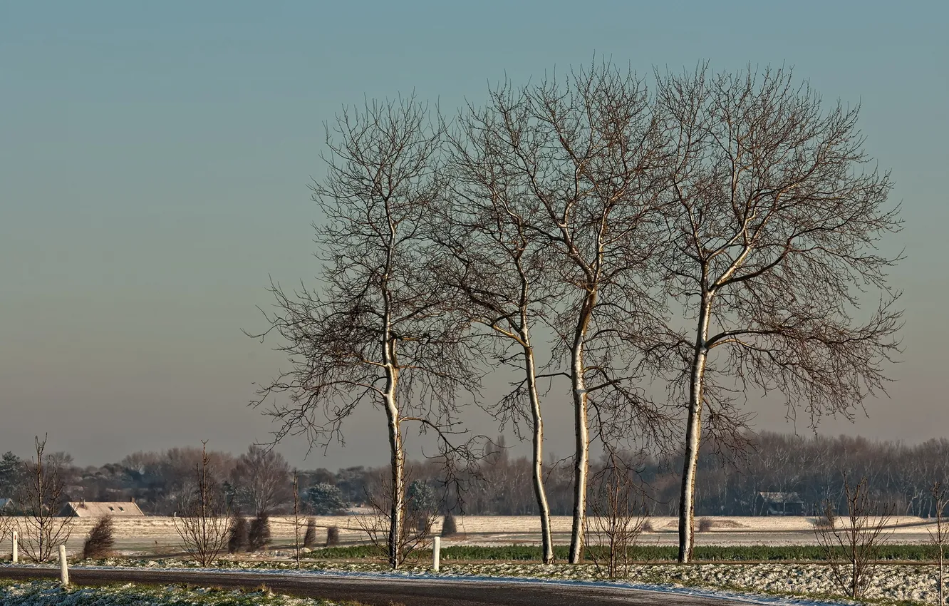 Photo wallpaper road, autumn, trees
