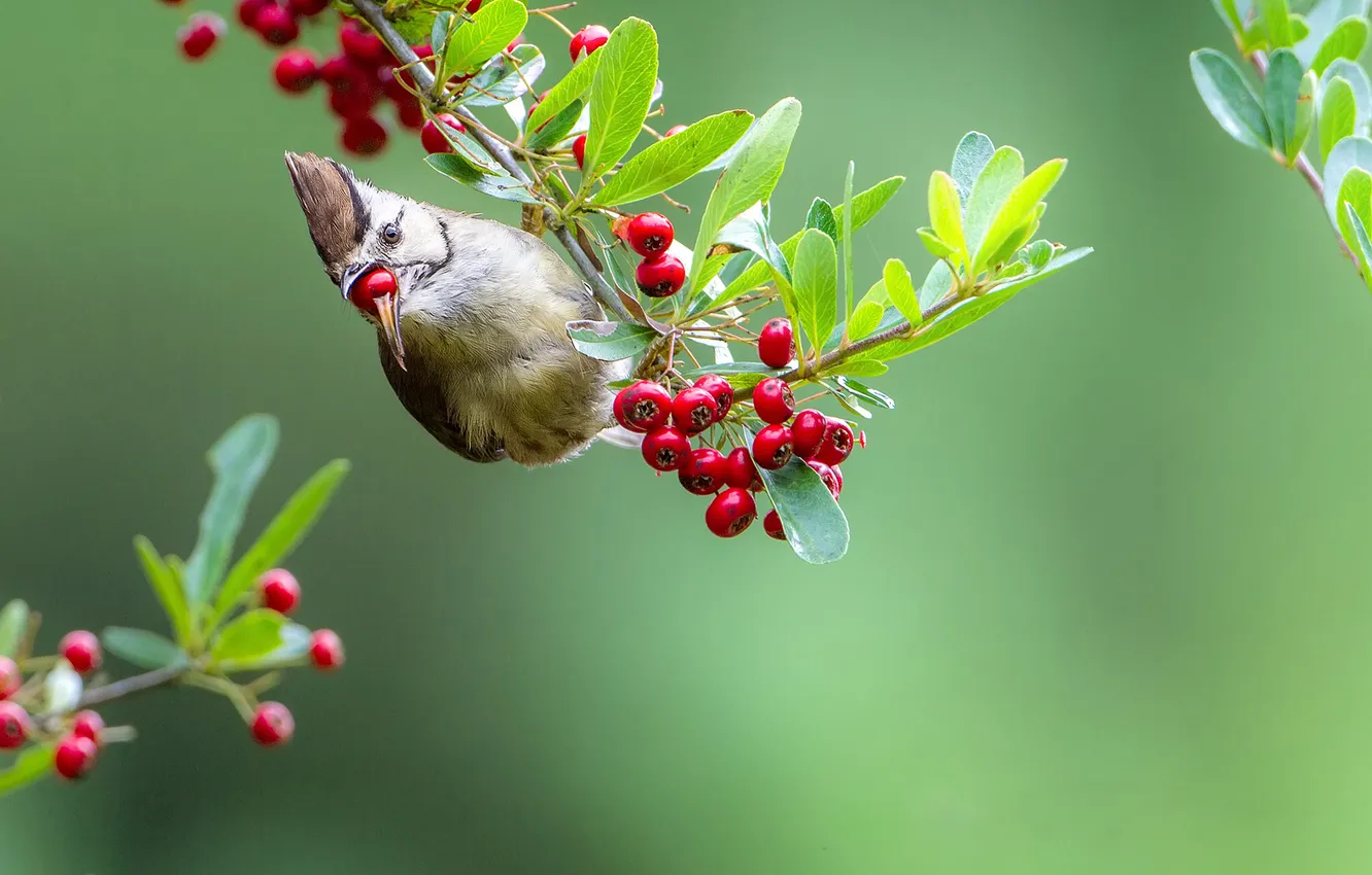 Photo wallpaper branches, berries, bird, beak