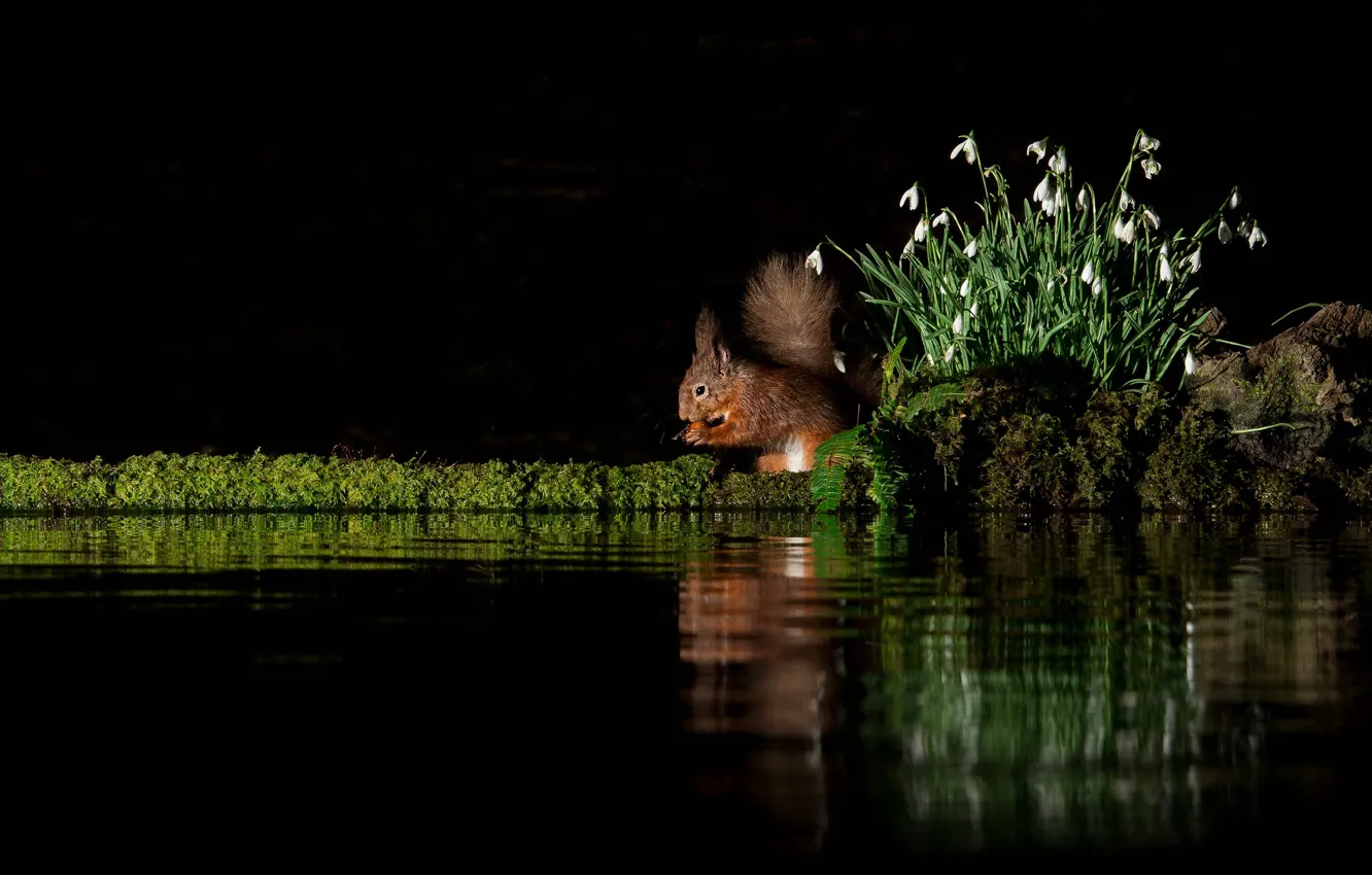 Photo wallpaper flowers, reflection, protein, snowdrops, black background, pond