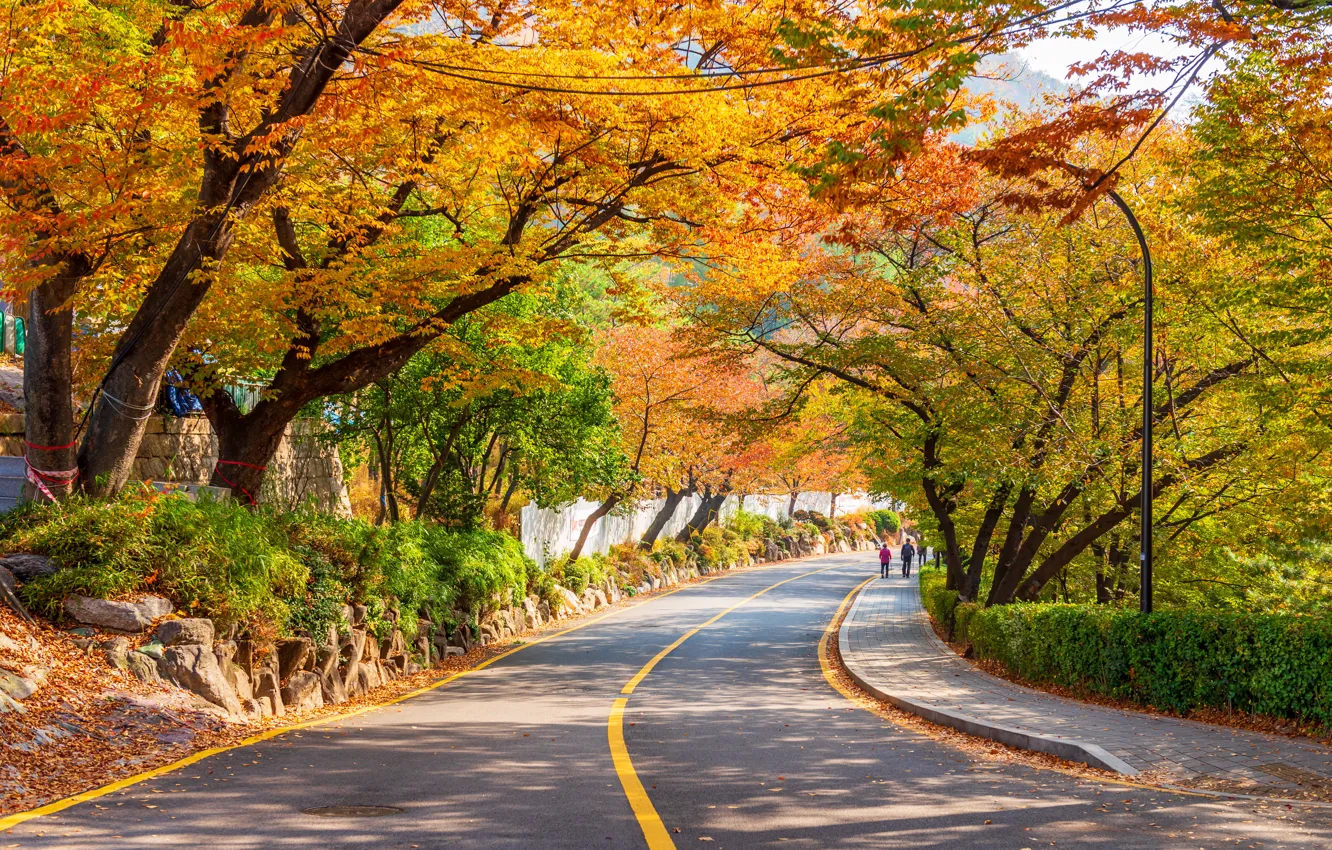 Photo wallpaper road, autumn, leaves, trees, Park, road, nature, park