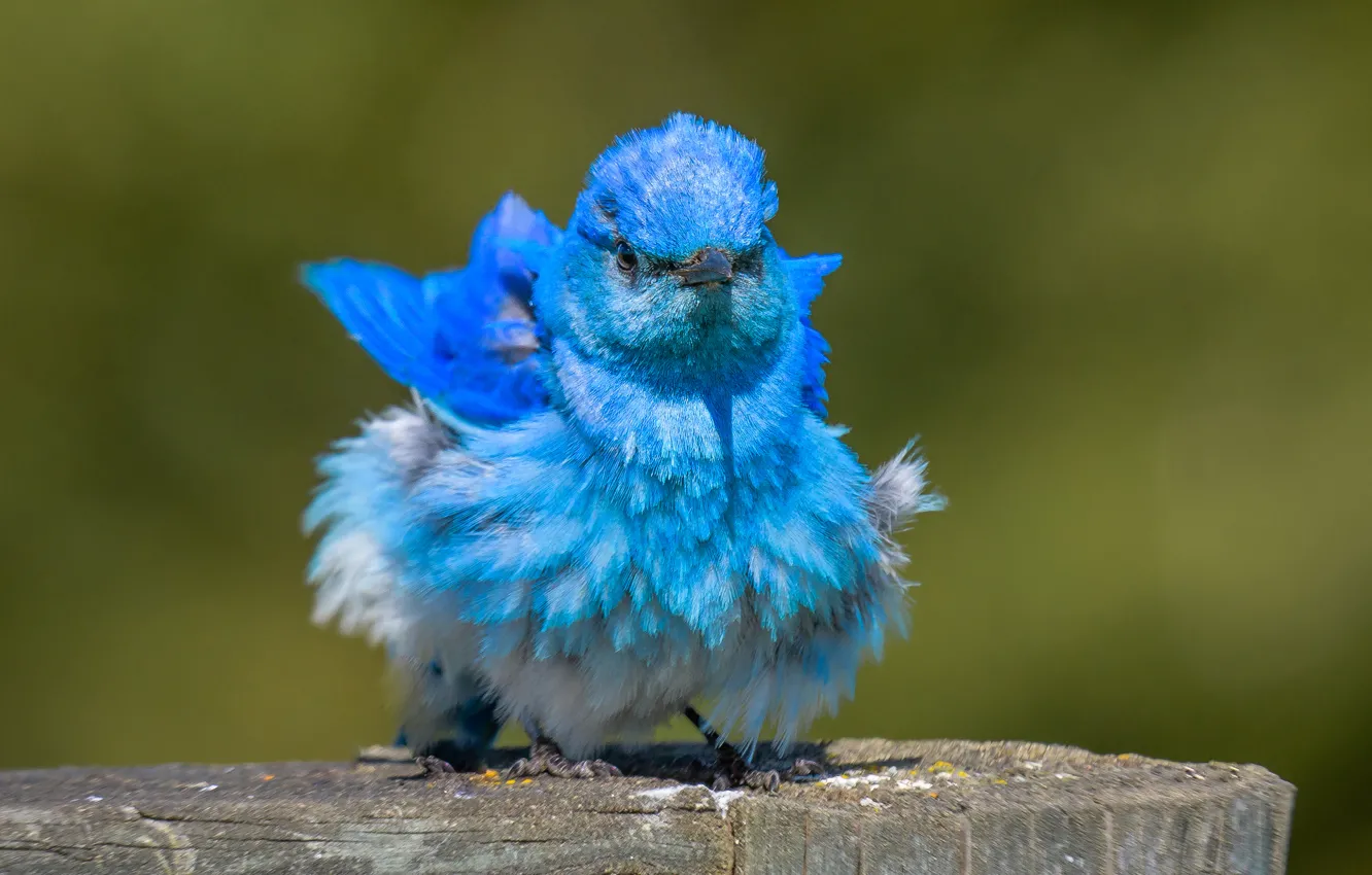 Photo wallpaper bird, Blue sialia, ruffled