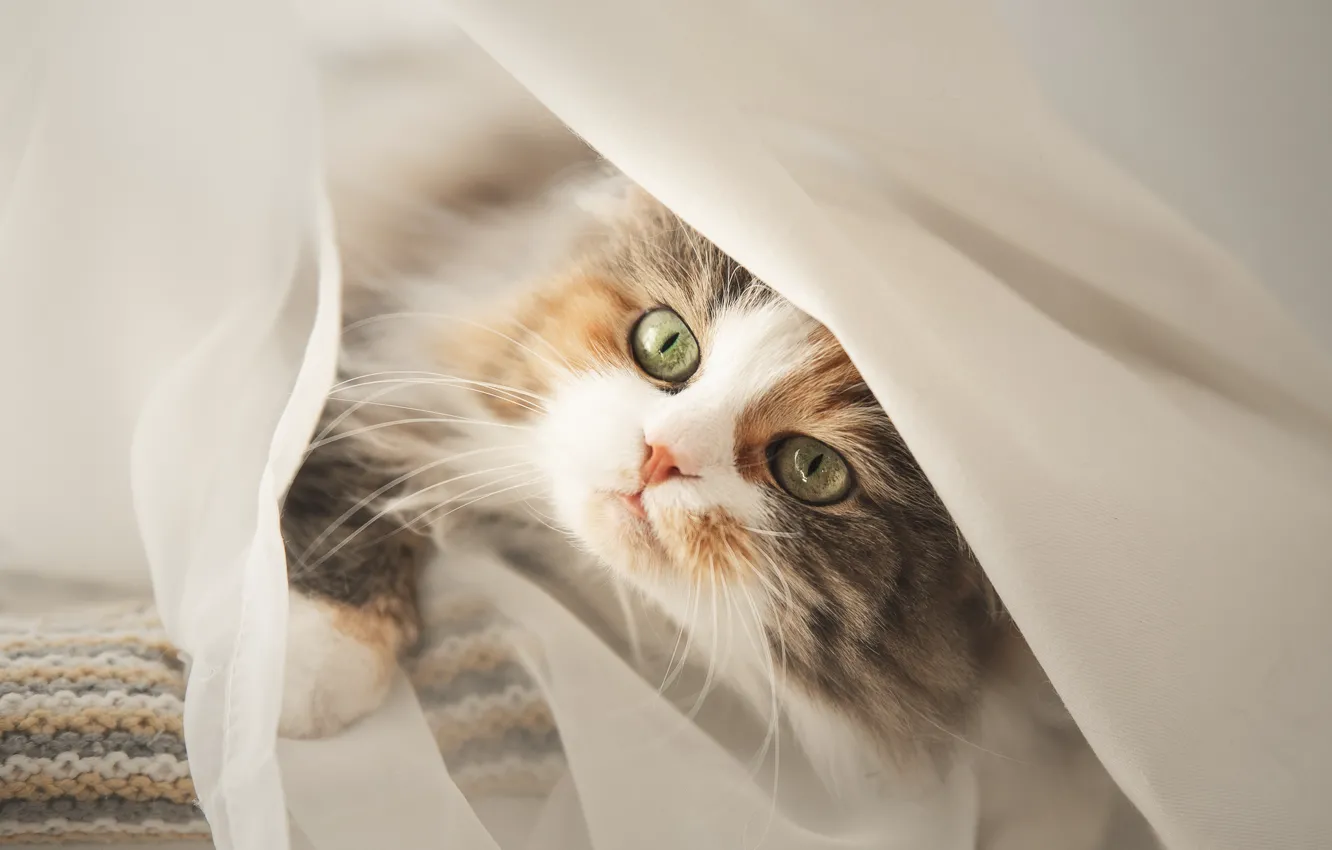 Photo wallpaper cat, look, muzzle, cat, Irina Moroz