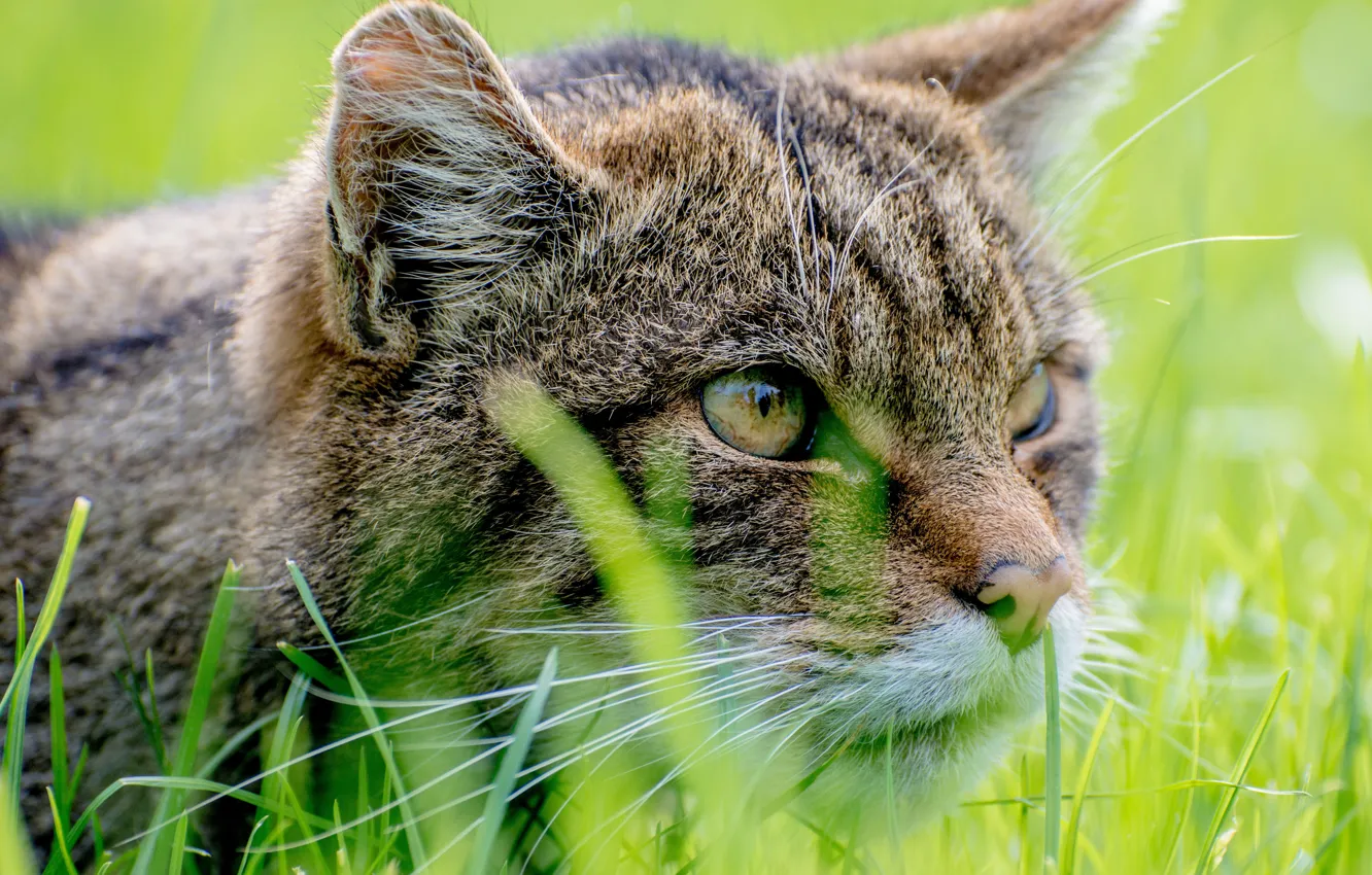 Photo wallpaper cat, grass, cat, look, face, portrait, wild, forest