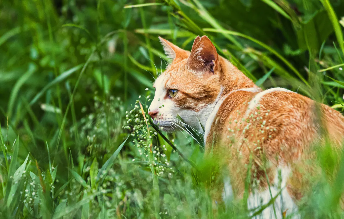 Photo wallpaper greens, cat, summer, grass, cat, look, face, background