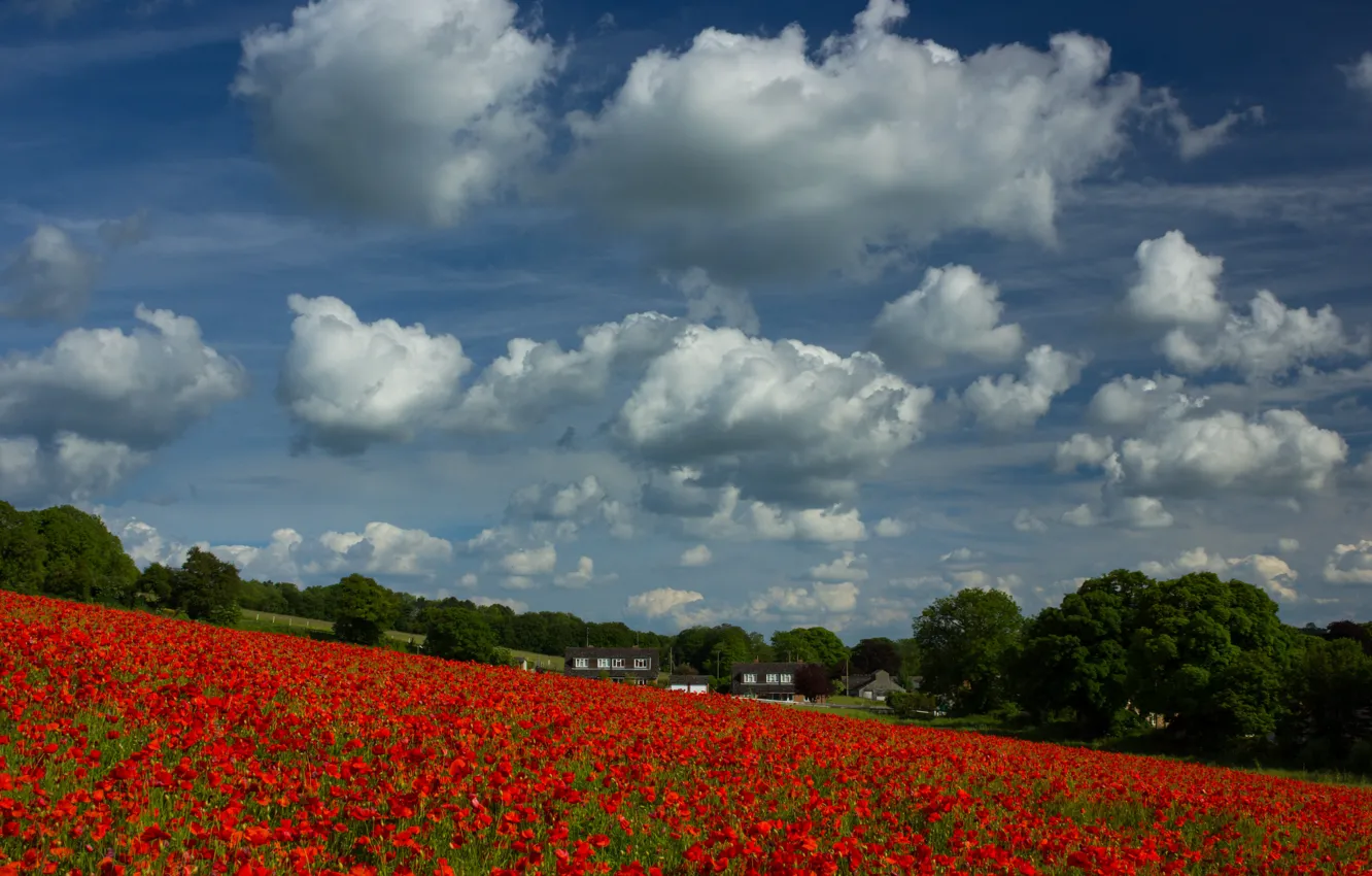 Photo wallpaper field, forest, summer, the sky, clouds, trees, flowers, red