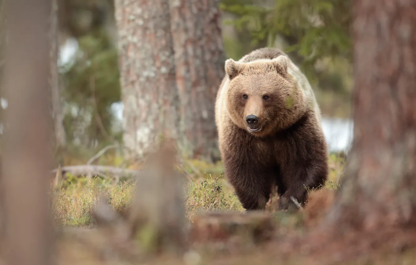Photo wallpaper forest, trees, bear, walk, bokeh