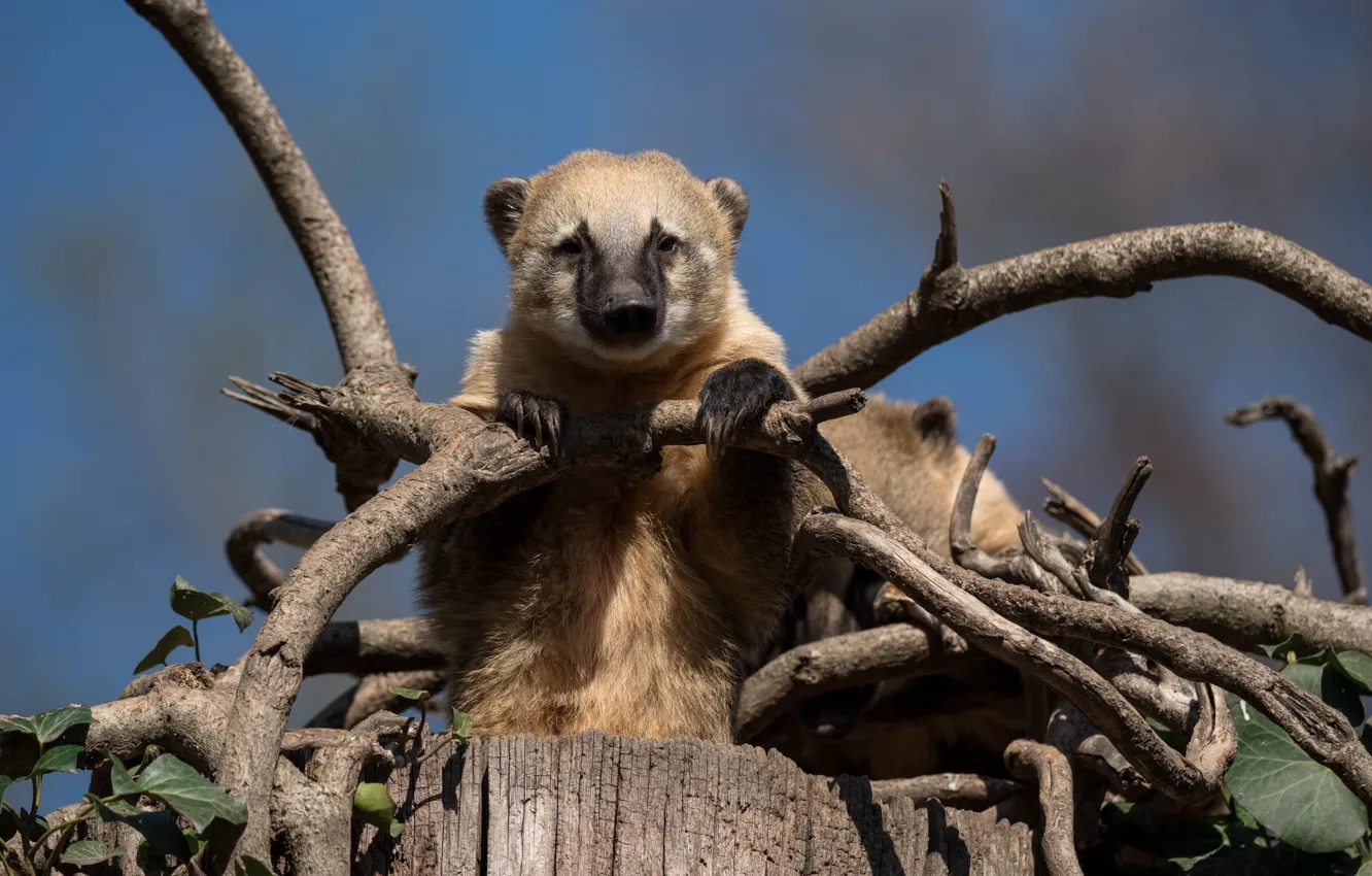 Photo wallpaper look, face, branches, stump, coati, the coati
