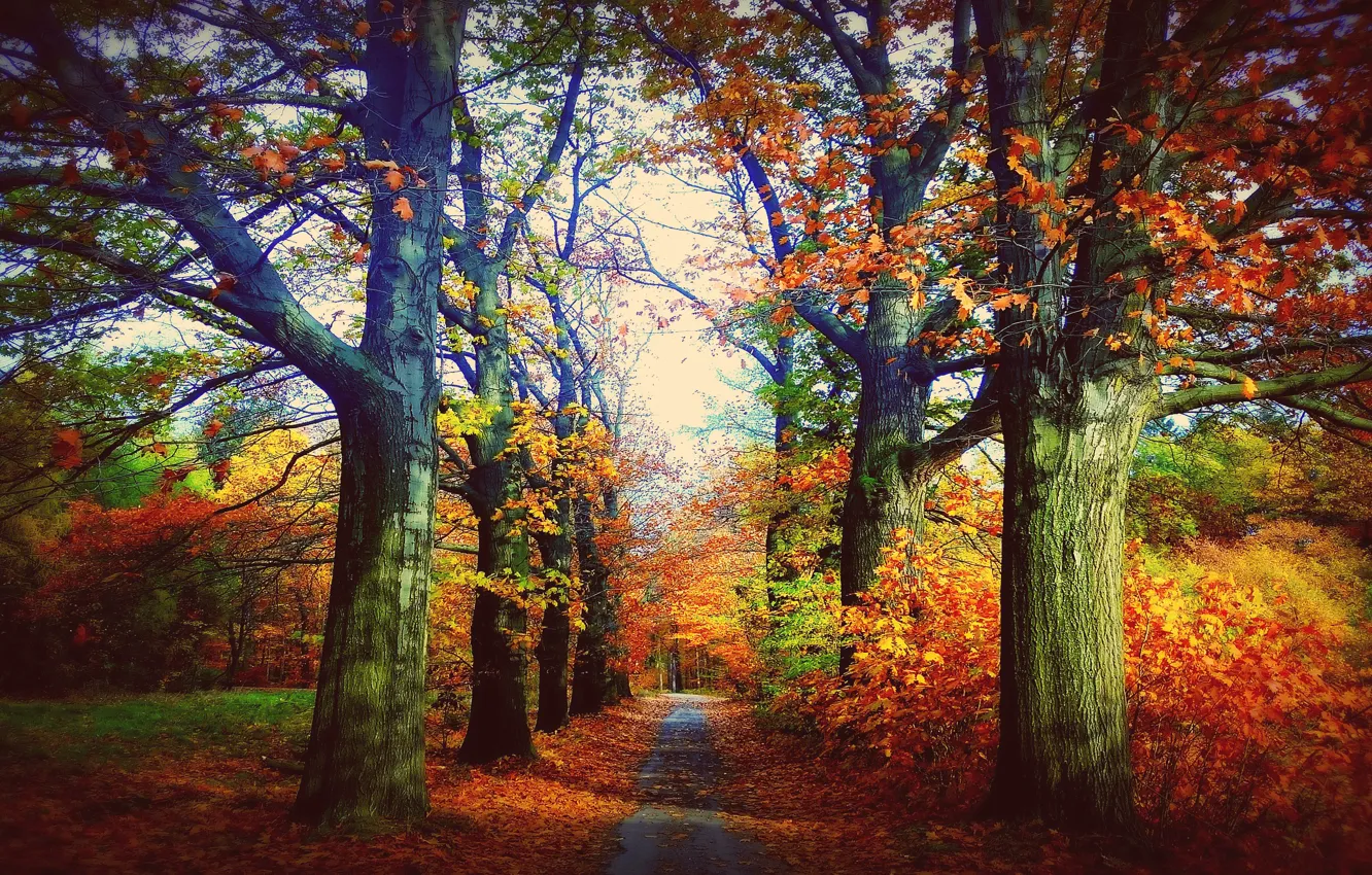 Photo wallpaper road, autumn, leaves, light, trees, branches, nature, Park