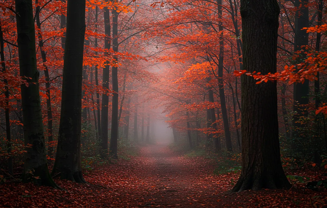 Photo wallpaper autumn, forest, trees, haze, forest, path, trees, autumn