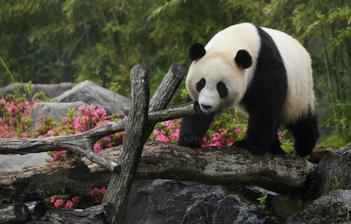 Photo wallpaper face, flowers, nature, pose, rain, bear, Panda, bear