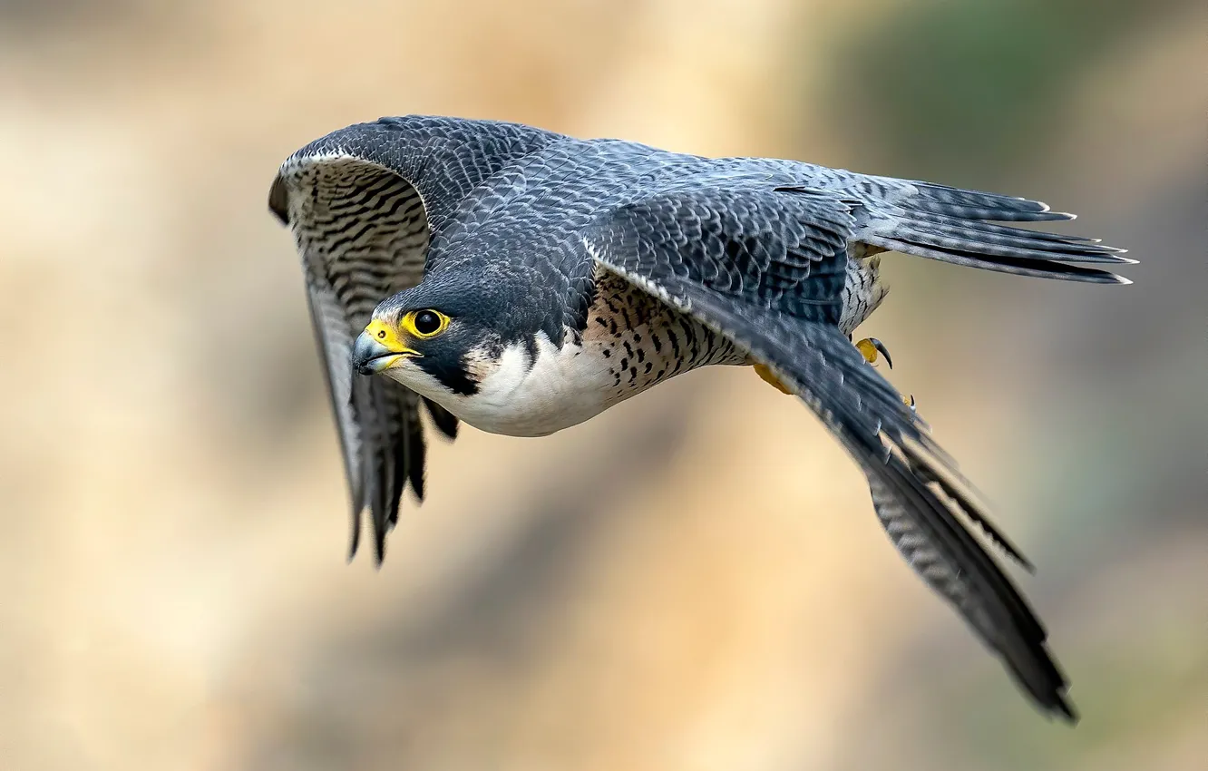 Photo wallpaper Predator, flying, bird, hunter, Peregrine Falcon