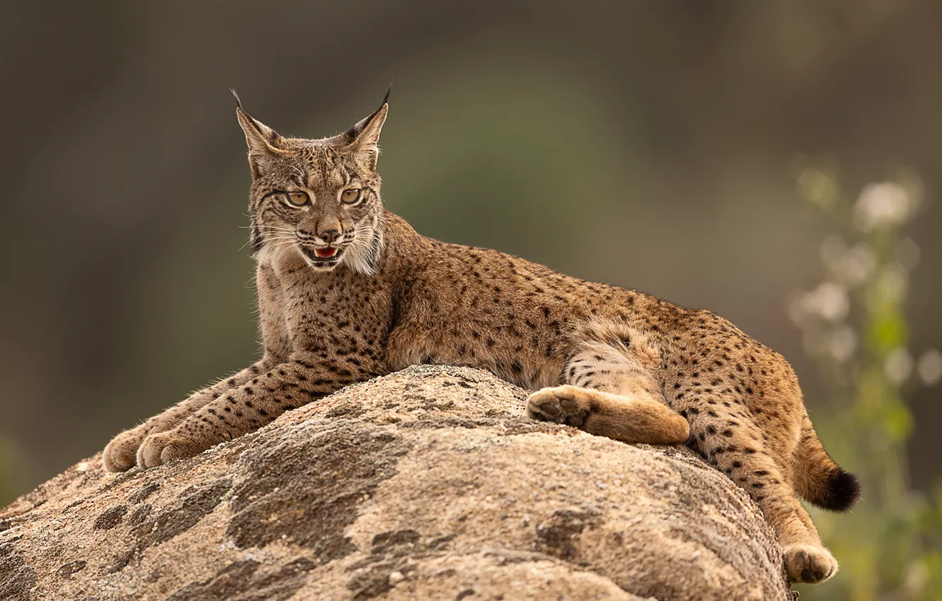 Photo wallpaper background, stone, lynx, wild cat