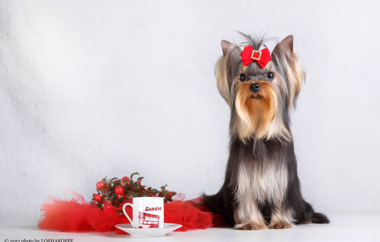 Photo wallpaper berries, background, dog, Cup, bow, saucer