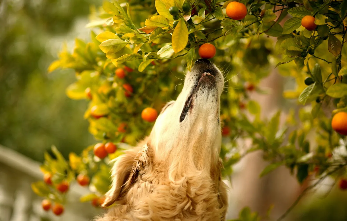 Photo wallpaper background, dog, tangerines