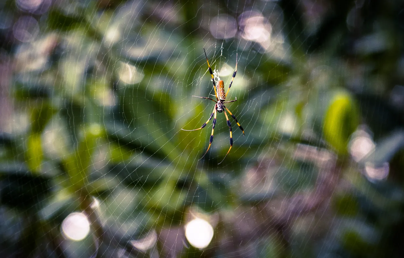 Photo wallpaper sheet, green, green, network, spider, spider, leaf, net