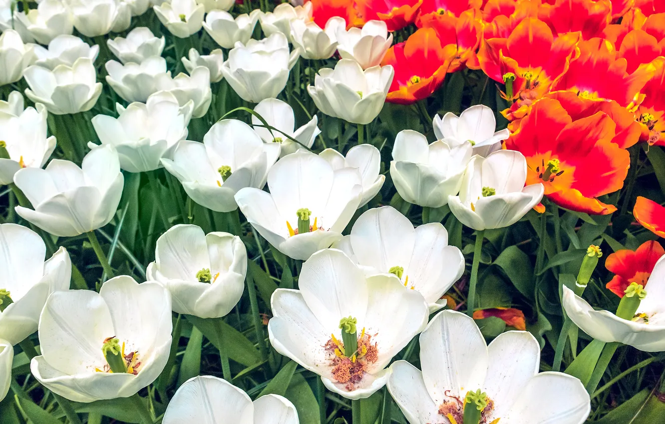 Photo wallpaper flowers, red, spring, petals, garden, tulips, white, flowerbed