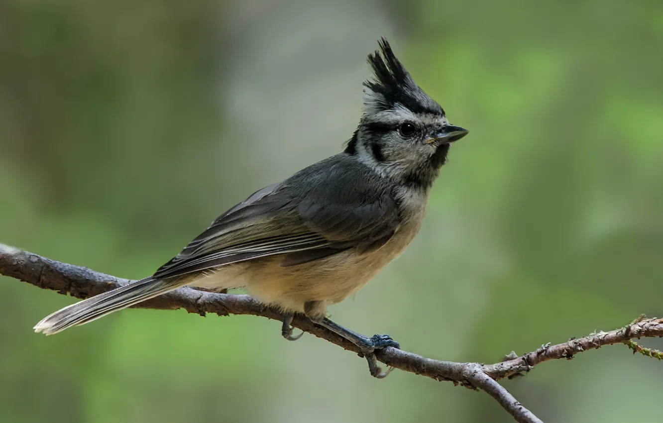Photo wallpaper bird, branch, bird, crested tit