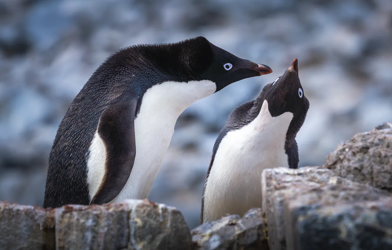 Photo wallpaper stones, penguins, pair, communication, Antarctic Penguins