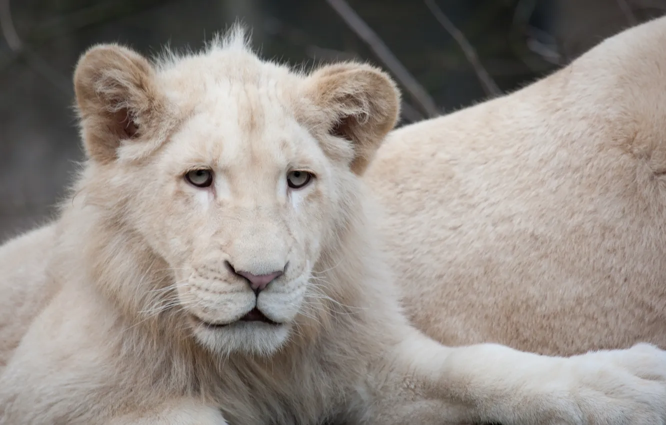 Photo wallpaper cat, look, face, cub, kitty, lion, white lion