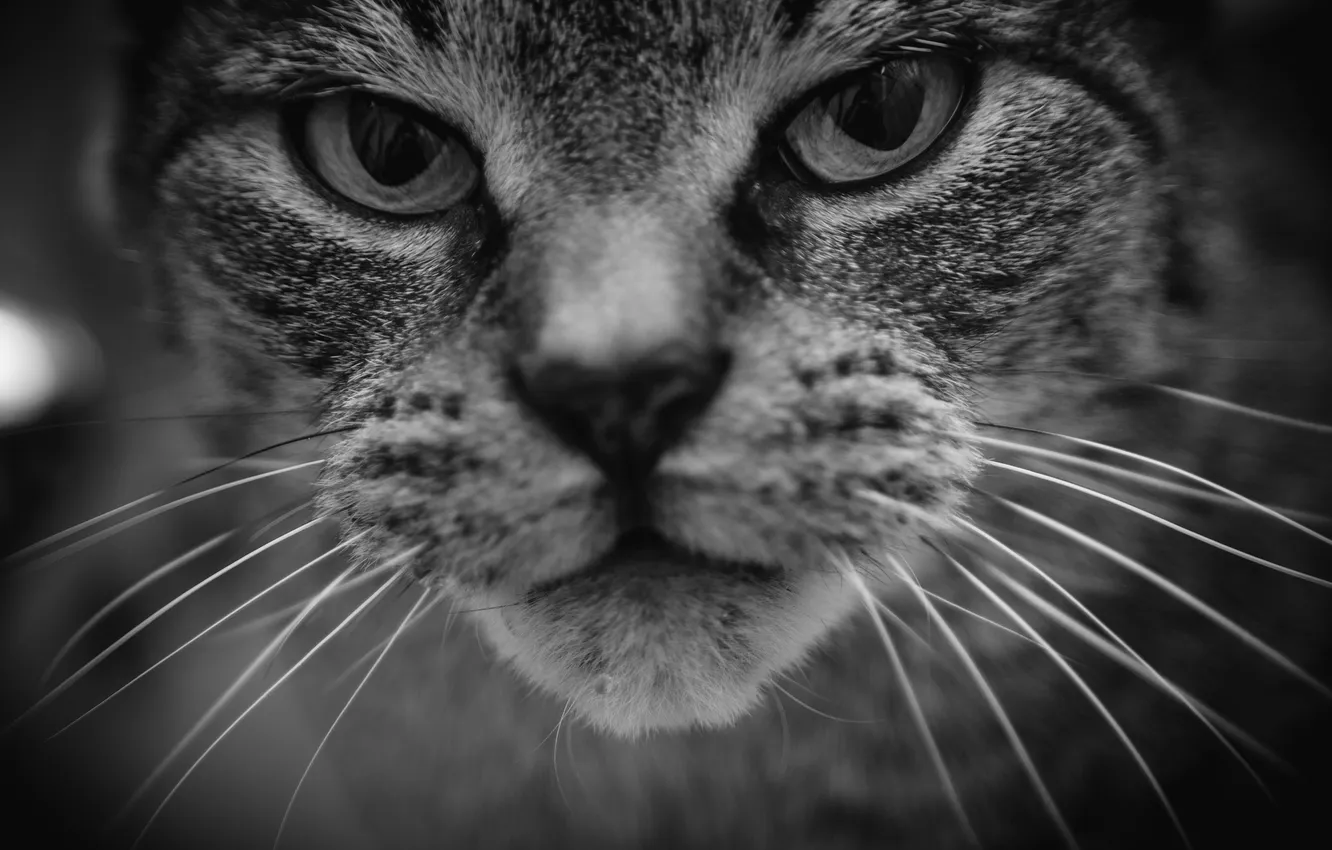 Photo wallpaper eyes, cat, mustache, background, Kote