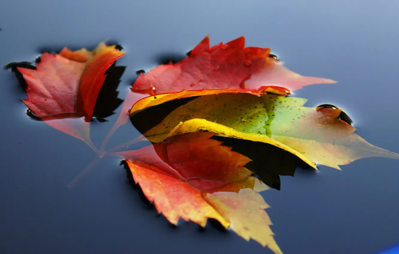 Photo wallpaper autumn, leaves, water, nature