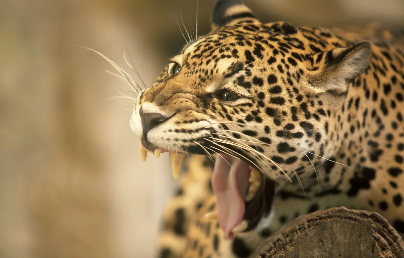 Photo wallpaper language, face, mouth, fangs, Jaguar, wild cat
