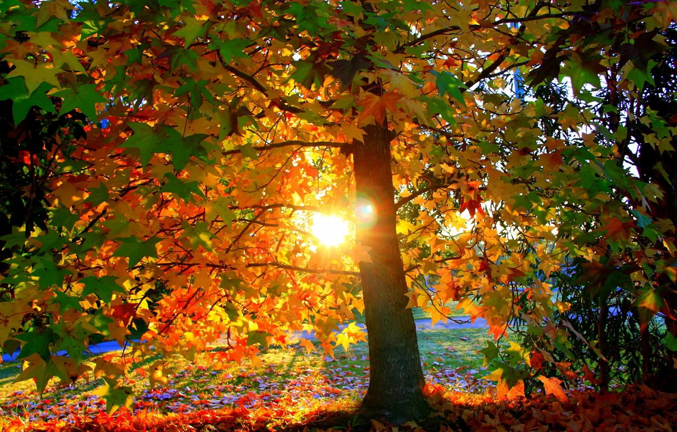 Photo wallpaper autumn, leaves, the sun, light, sunset, Park, tree, foliage