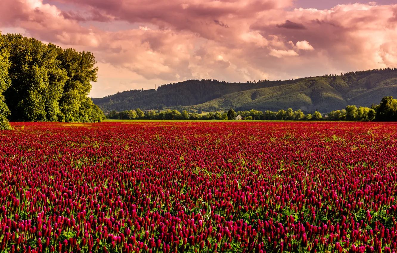 Photo wallpaper field, hills, home, house, field of flowers, field, hill, field of flowers