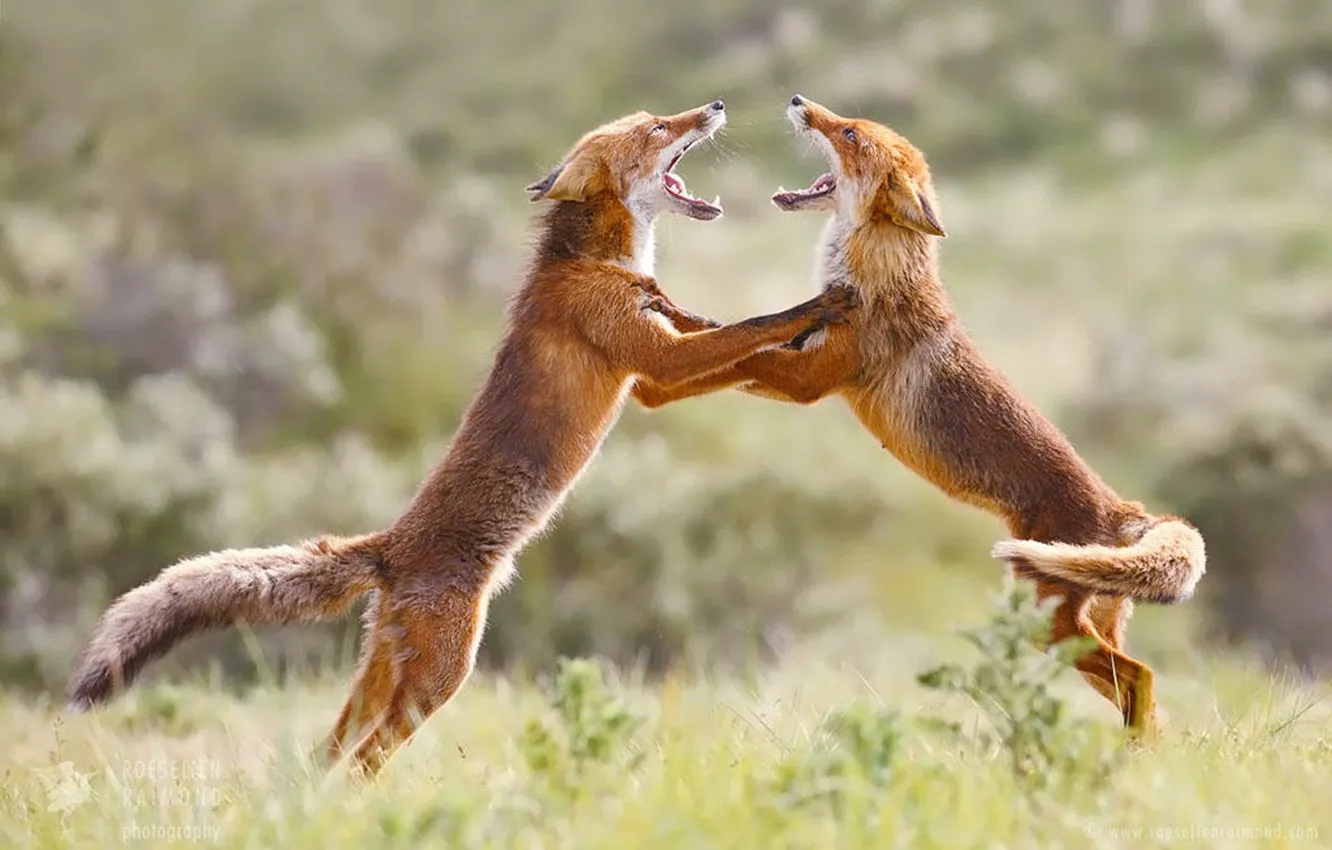 Photo wallpaper fox, animals, dance, wildlife, foxes, fox trot
