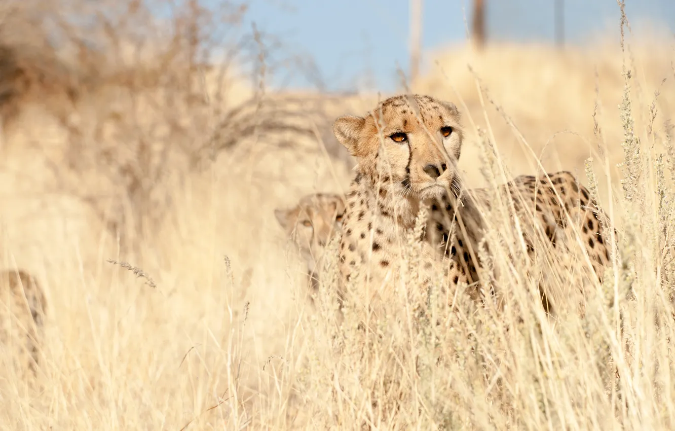 Photo wallpaper grass, look, predator, Cheetah, observation, cheetah