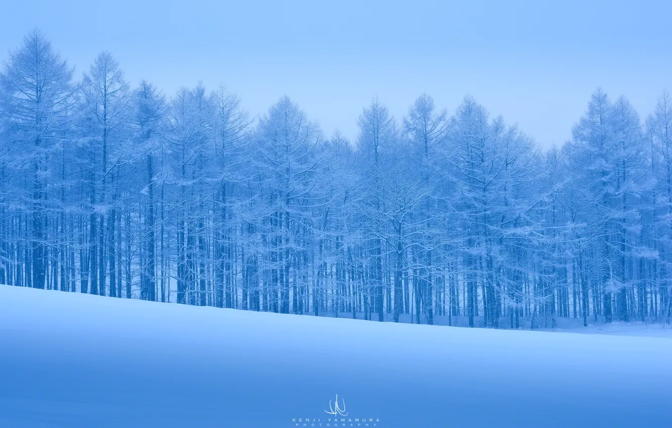 Photo wallpaper cold, snow, trees, frost, photographer, Kenji Yamamura