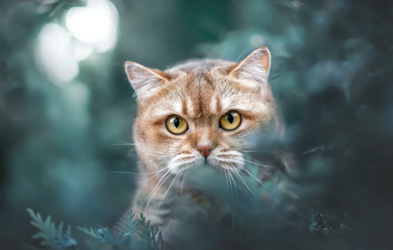 Photo wallpaper cat, cat, look, pose, face