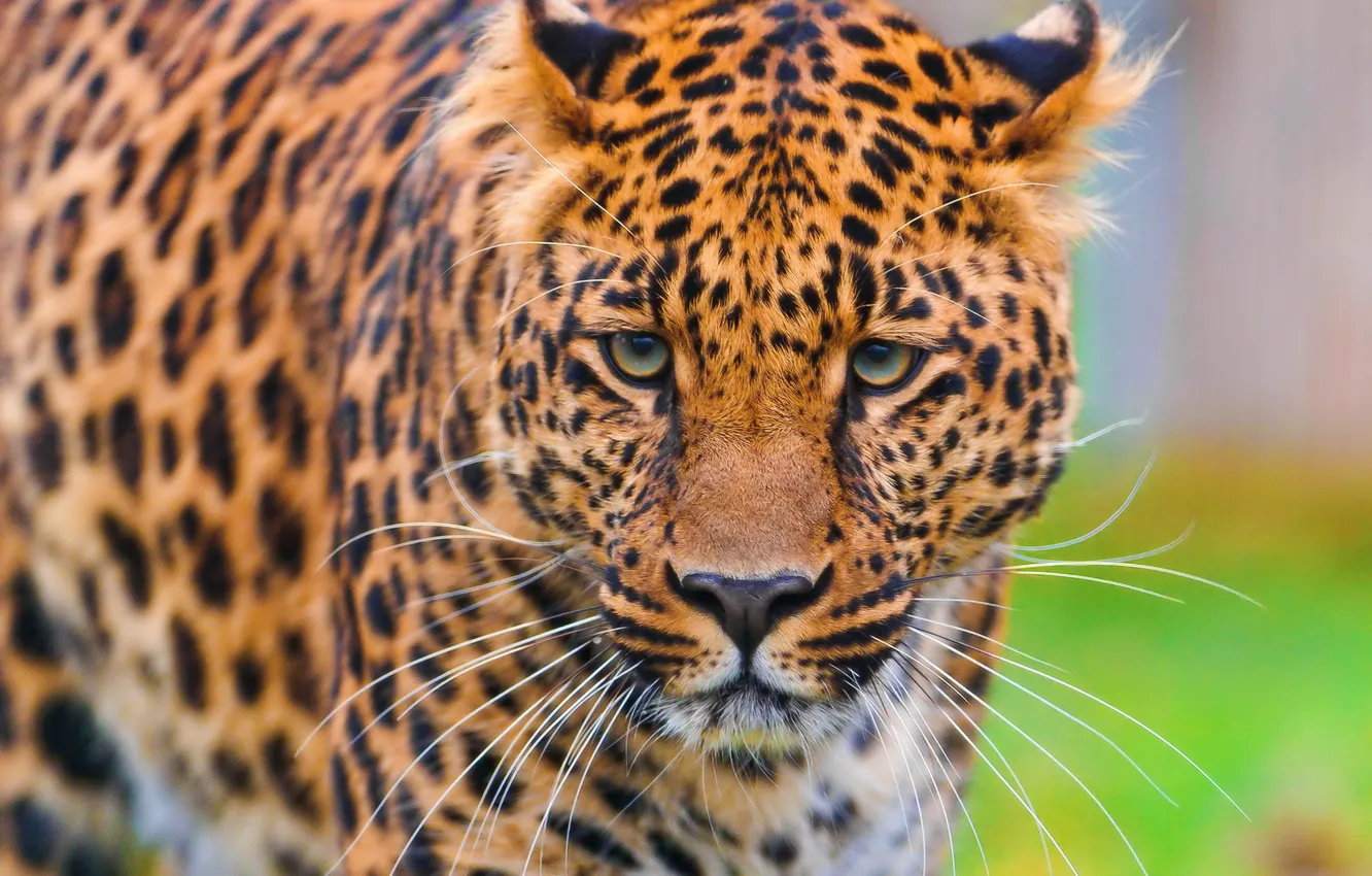 Photo wallpaper face, Wallpaper, leopard, is, leopard, looks, beautiful, spotted