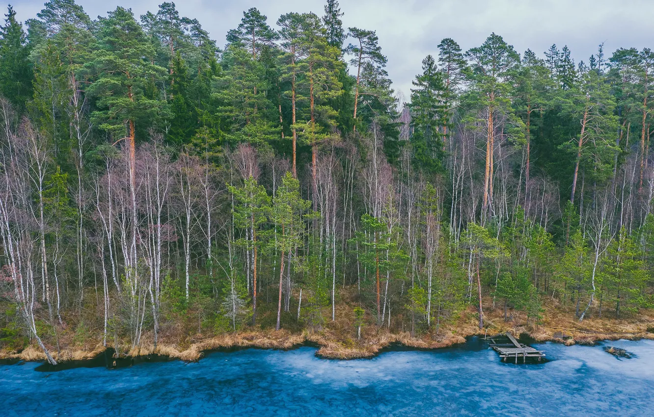 Photo wallpaper forest, lake, shore
